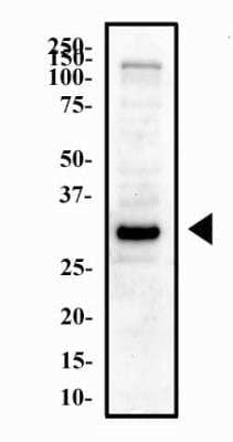 Western Blot: Olig2 Antibody [NBP2-27301]