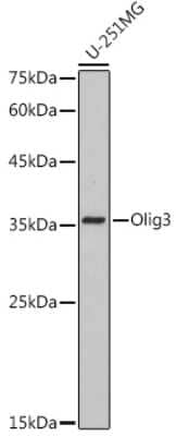 Western Blot: Olig3 Antibody (9C1N3) [NBP3-15283]