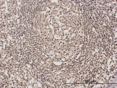 Immunohistochemistry-Paraffin: Olig3 Antibody [H00167826-B01P]