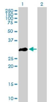 Western Blot: Olig3 Antibody [H00167826-B01P]