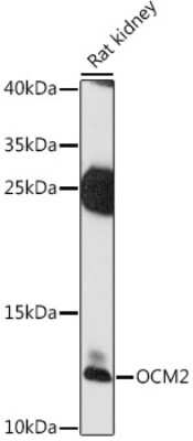 Western Blot: Oncomodulin/OCM2 AntibodyAzide and BSA Free [NBP2-95179]