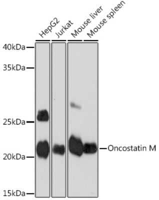 Western Blot: Oncostatin M/OSM Antibody (8O8K9) [NBP3-16686]