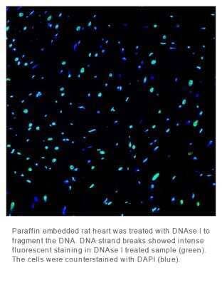 Fluorescence Imaging: OneStep TUNEL Apoptosis Kit [Green, 488] [NBP3-11958]