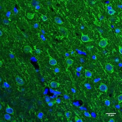 Immunohistochemistry Free-Floating: Opsin 3 Antibody - BSA Free [NLS2134]