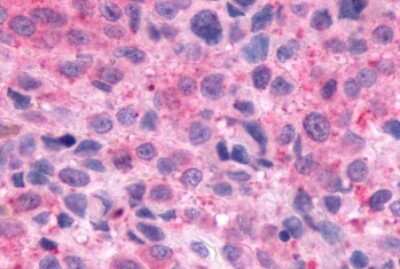 Immunohistochemistry-Paraffin: Opsin 3 Antibody - BSA Free [NLS2133]