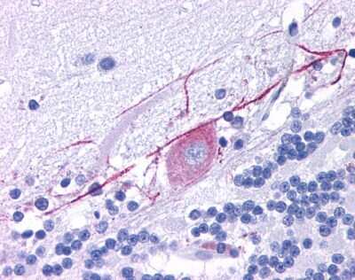Immunohistochemistry-Paraffin: Opsin 3 Antibody - BSA Free [NLS2134]
