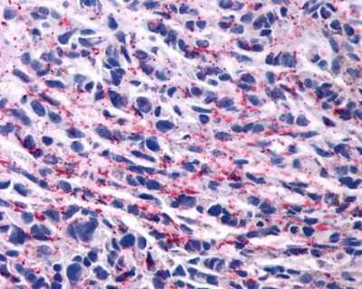 Immunohistochemistry-Paraffin: Opsin 3 Antibody - BSA Free [NLS2134]