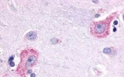 Immunohistochemistry-Paraffin: Opsin 3 Antibody - BSA Free [NLS2134]