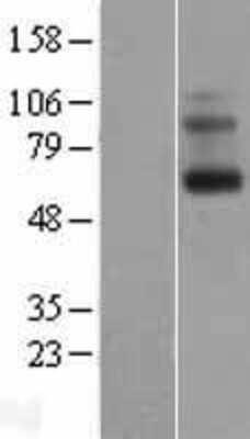 Western Blot: Opsin 3 Overexpression Lysate [NBP2-10328]