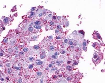 Immunohistochemistry-Paraffin: Opsin 5 Antibody - BSA Free [NLS2144]