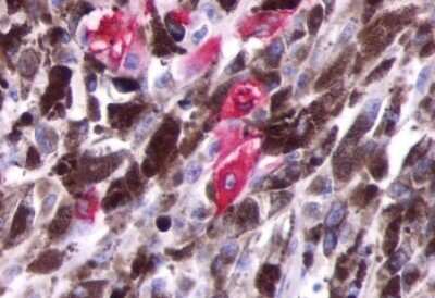 Immunohistochemistry-Paraffin: Opsin 5 Antibody - BSA Free [NLS2144]