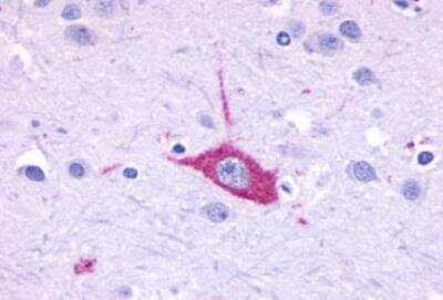 Immunohistochemistry-Paraffin: Opsin 5 Antibody - BSA Free [NLS2144]