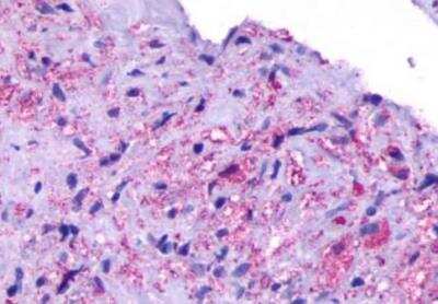 Immunohistochemistry-Paraffin: Opsin 5 Antibody - BSA Free [NLS2144]