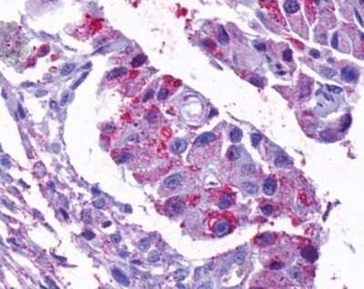 Immunohistochemistry-Paraffin: Opsin 5 Antibody - BSA Free [NLS2146]