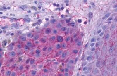 Immunohistochemistry-Paraffin: Opsin 5 Antibody - BSA Free [NLS2146]