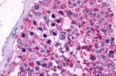 Immunohistochemistry-Paraffin: Opsin 5 Antibody - BSA Free [NLS2146]