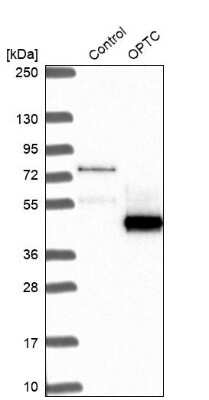 Western Blot: Opticin Antibody [NBP2-55115]