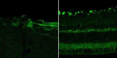 Immunohistochemistry-Frozen: Optineurin Antibody [NBP1-84682]