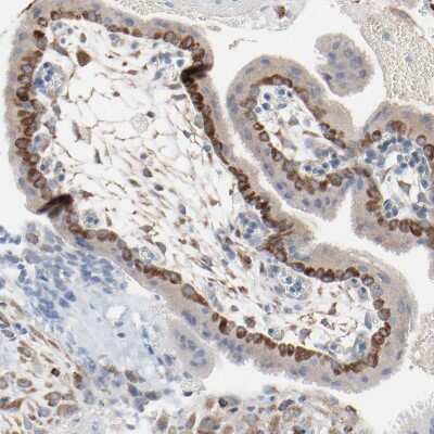 Immunohistochemistry-Paraffin: Optineurin Antibody [NBP1-84682]