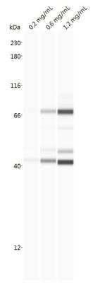 Simple Western: Optineurin Antibody [H00010133-B01P]