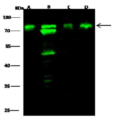 Western Blot: Optineurin Antibody [NBP3-00298]