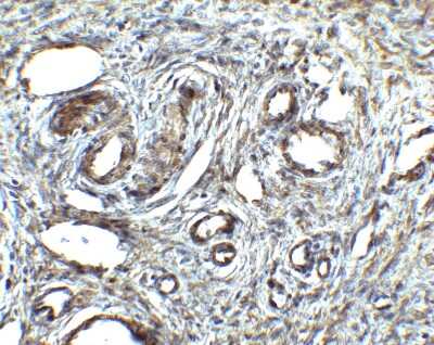 Immunohistochemistry-Paraffin: Orai1 Antibody - BSA Free [NBP1-77289]