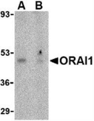 Western Blot: Orai1 Antibody Blocking Peptide [NBP1-76762PEP]