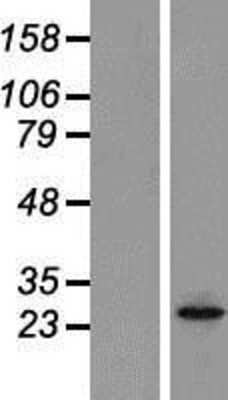 Western Blot: Orai2 Overexpression Lysate [NBP2-05967]