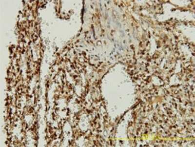 Immunohistochemistry-Paraffin: Orc2 Antibody (3E11-1G5) [H00004999-M01]