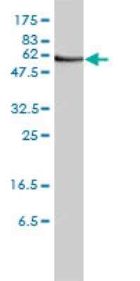 Western Blot: Orc2 Antibody (3E11-1G5) [H00004999-M01]