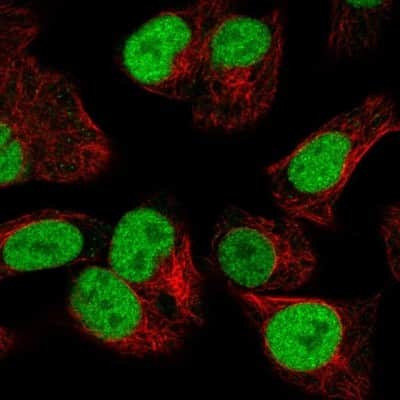 Immunocytochemistry/ Immunofluorescence: Orc2 Antibody [NBP2-56503]