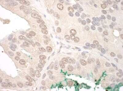 Immunohistochemistry-Paraffin: Orc2 Antibody [NBP1-46175]