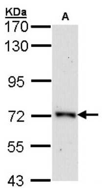 Western Blot: Orc2 Antibody [NBP1-33189]