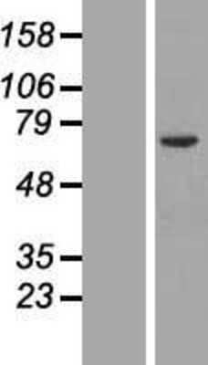 Western Blot: Orc2 Overexpression Lysate [NBL1-13973]