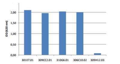 ELISA: Orencia (Abatacept) Antibody (309C2.01) [DDX5040P-100]