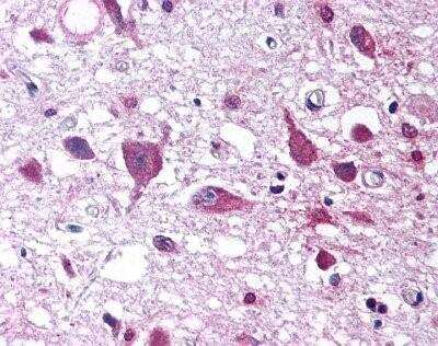 Immunohistochemistry-Paraffin: Orexin A/Hypocretin-1 Antibody - BSA Free [NB100-65204]