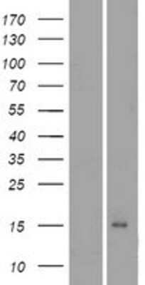 Western Blot: Orexin A/Hypocretin-1 Overexpression Lysate [NBP2-10982]