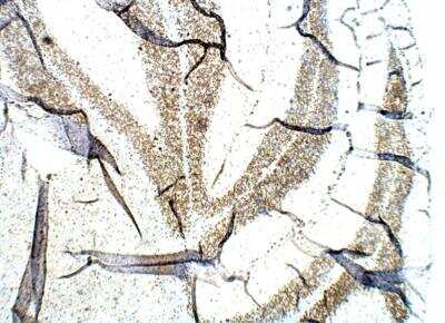 Immunohistochemistry-Paraffin: Orexin Antibody [NBP3-12327]