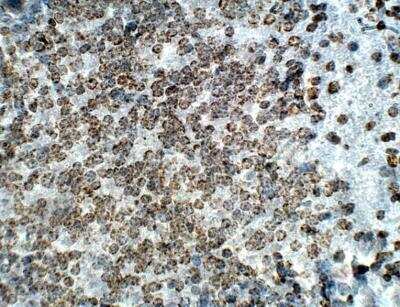 Immunohistochemistry-Paraffin: Orexin Antibody [NBP3-12327]