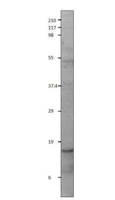 Western Blot: Orexin Antibody [NBP3-12327]