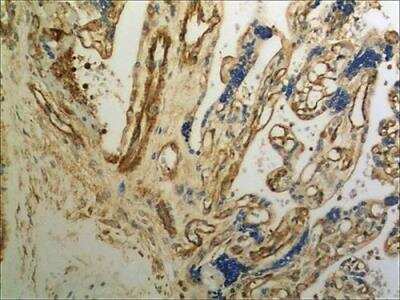 Immunohistochemistry-Paraffin: Orexin B/Hypocretin-2 Antibody (MM0501-5G21) - Azide and BSA Free [NBP2-11834]