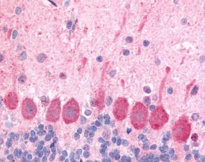 Immunohistochemistry-Paraffin: Orexin R1/HCRTR1 Antibody - BSA Free [NLS6638]