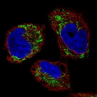 Immunocytochemistry/ Immunofluorescence: Ornithine Carbamoyltransferase Antibody (CL4045) [NBP2-59038]