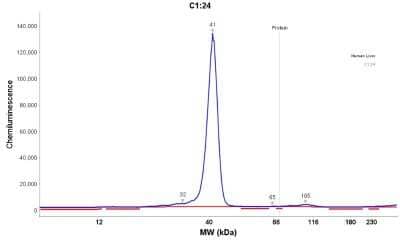 Simple Western: Ornithine Carbamoyltransferase Antibody [NBP1-87408]