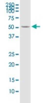 Western Blot: Ornithine Decarboxylase Antibody (2G5) [H00004953-M01]