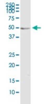 Western Blot: Ornithine Decarboxylase Antibody (2G5) [H00004953-M01]