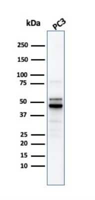 Western Blot: Ornithine Decarboxylase Antibody (ODC1/2878R)Azide and BSA Free [NBP3-08791]