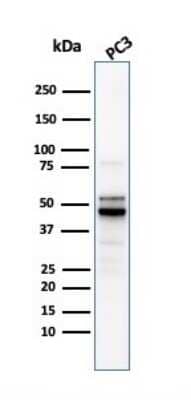 Western Blot: Ornithine Decarboxylase Antibody (ODC1/2878R) [NBP3-07470]