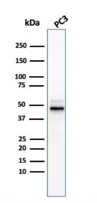 Western Blot: Ornithine Decarboxylase Antibody (ODC1/3636R)Azide and BSA Free [NBP3-08792]