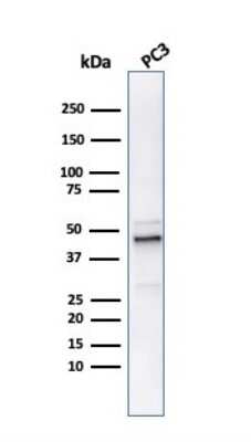 Western Blot: Ornithine Decarboxylase Antibody (ODC1/486)Azide and BSA Free [NBP2-47836]